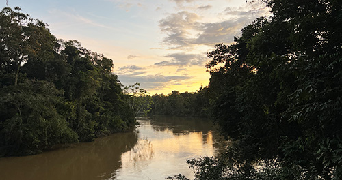 Rain forest with river